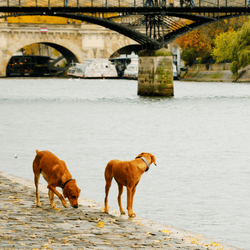 two dogs looking out over the water of the seine