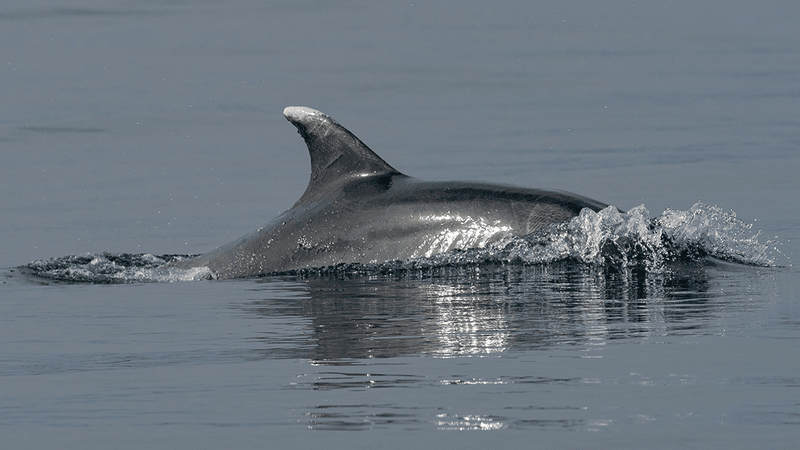 A dolphin poking a fin out the water.