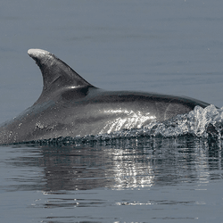 A dolphin poking a fin out the water.