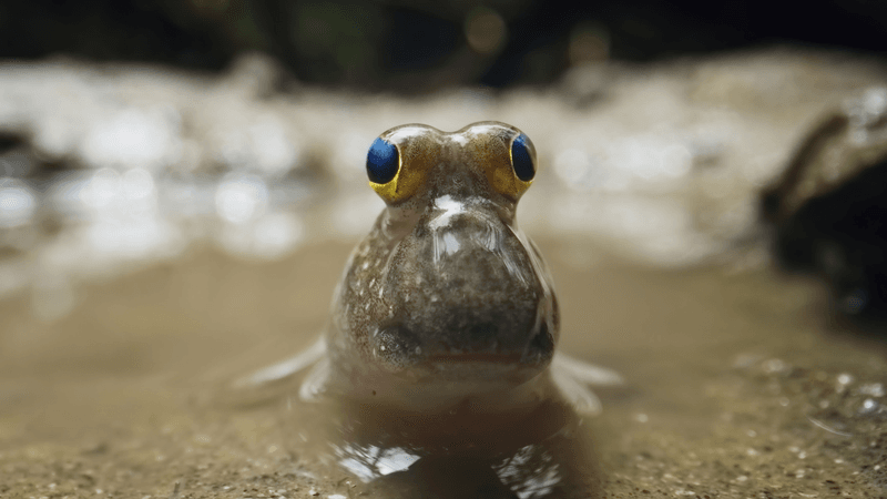 a dusky gilled mudskipper in the shallows, on mud, it has big eyes