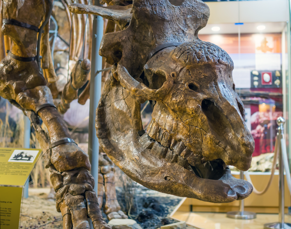 the skull of an elasmotherium