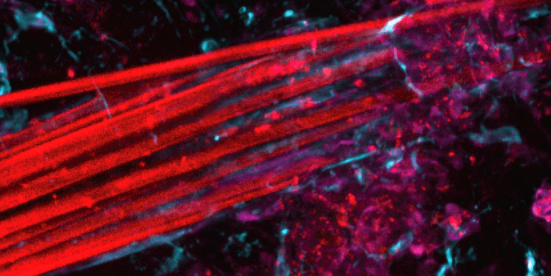 microscope image showing electrode fiber bundle in red