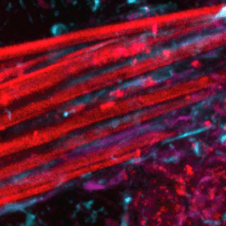 microscope image showing electrode fiber bundle in red