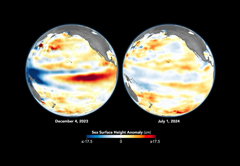 Globes of Sea surface height anomalies seen in the central and eastern Pacific Ocean on December 4, 2023, near the peak of El Nino, compared to July 1, 2024, during its current neutral phase.