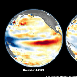 Globes of Sea surface height anomalies seen in the central and eastern Pacific Ocean on December 4, 2023, near the peak of El Nino, compared to July 1, 2024, during its current neutral phase.