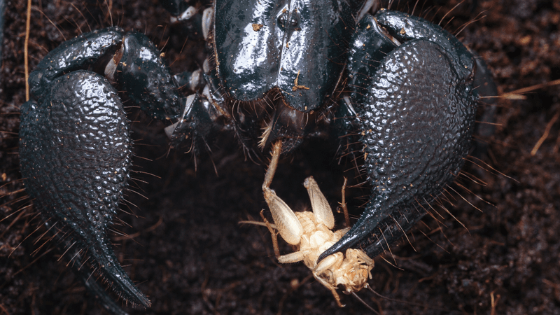 the emperor scorpion eating a cricket