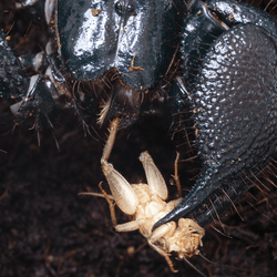 the emperor scorpion eating a cricket