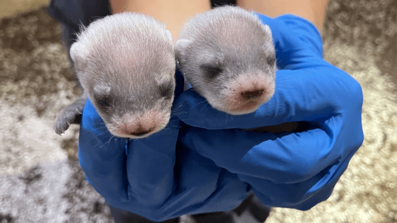 endangered kits of black-footed ferret clone, they have fuzzy white heads