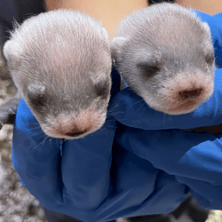 endangered kits of black-footed ferret clone, they have fuzzy white heads