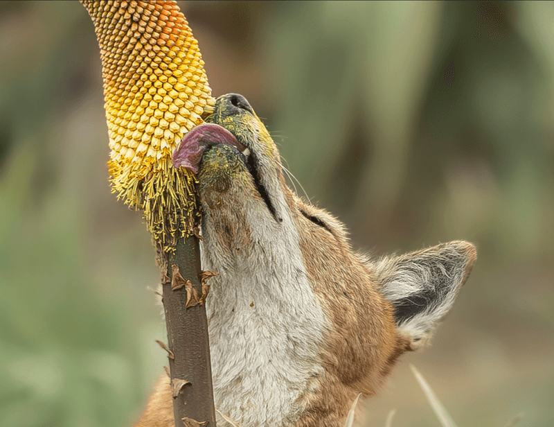 An Ethiopian wolf (Canis simensis) with its muzzle covered in pollen after feeding on the nectar of the red hot poker (Kniphofia foliosa). 