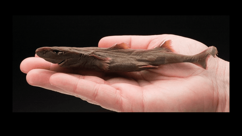 Very small dead brown shark on someone's hand. The shark is light brown with big eyes and small fins.