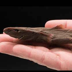 Very small dead brown shark on someone's hand. The shark is light brown with big eyes and small fins.