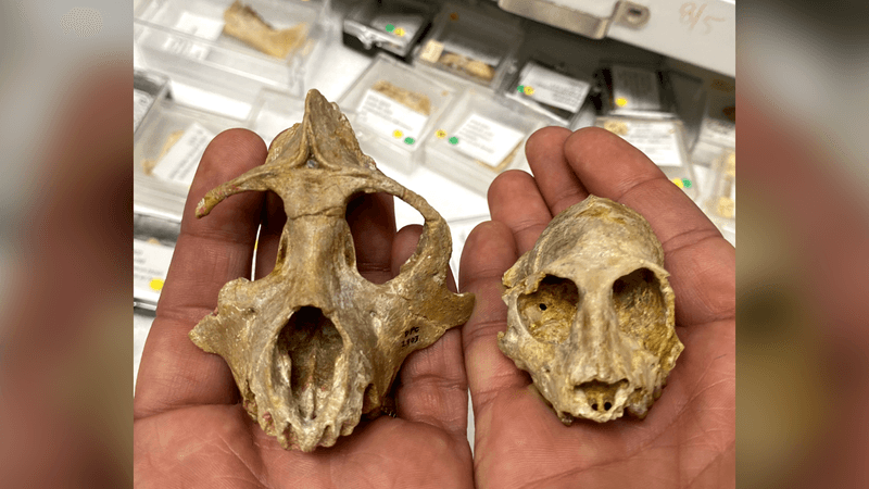 Examples of 29 million-year-old primate skulls used in this study, Aegyptopithecus on the left and Parapithecus on the right