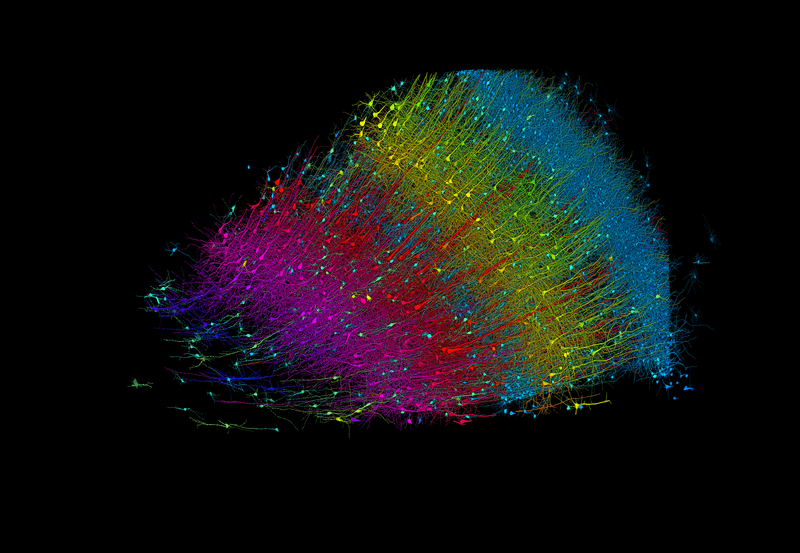 Six layers of excitatory neurons color-coded by depth; microscope images of cells in layers colored (right to left) blue, yellow, red, and pink