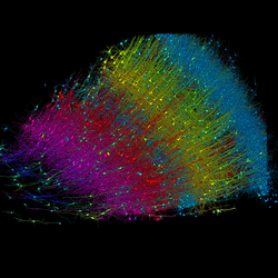 Six layers of excitatory neurons color-coded by depth; microscope images of cells in layers colored (right to left) blue, yellow, red, and pink