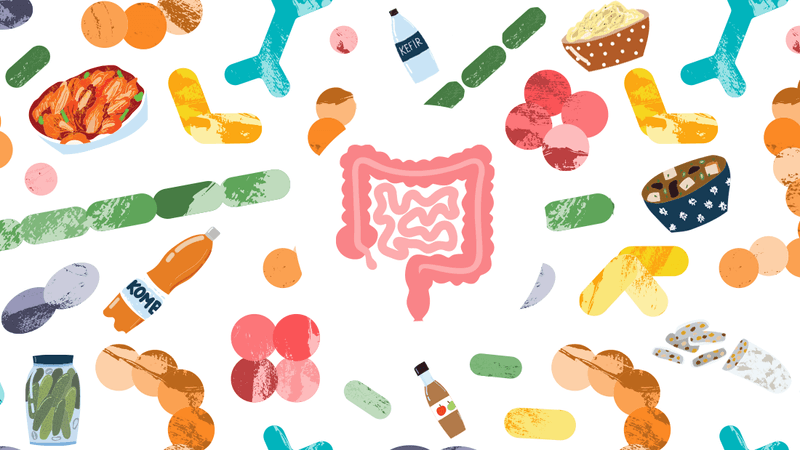 illustration of the human gut, surrounded by drawings of bacteria and fermented foods