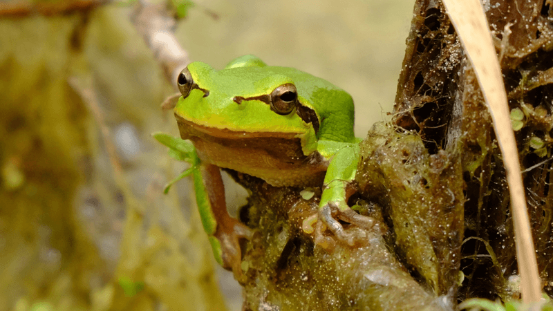 an eastern tree frog on a branch in chernobyl