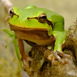 an eastern tree frog on a branch in chernobyl