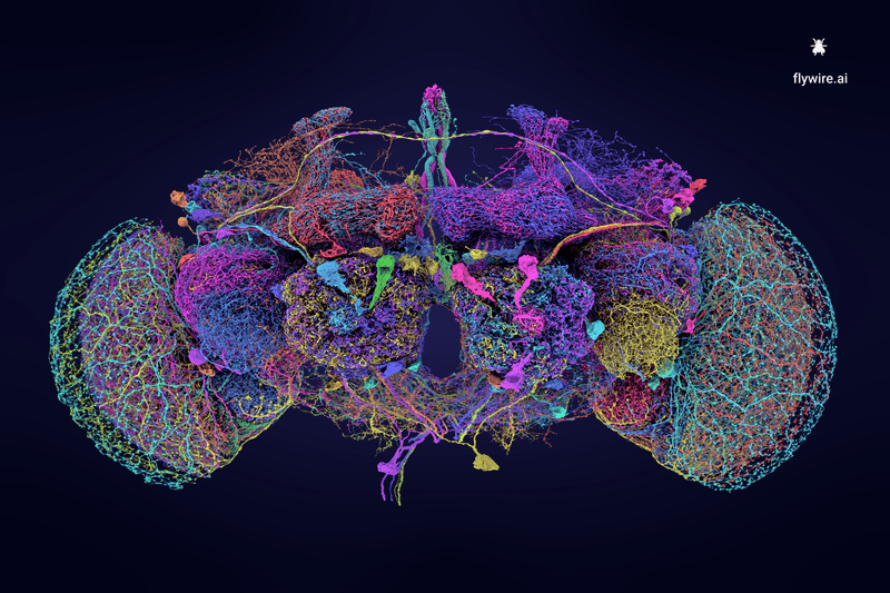  50 largest neurons of the fly brain connectome, shown in a 3D, multicolored diagram