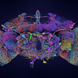  50 largest neurons of the fly brain connectome, shown in a 3D, multicolored diagram