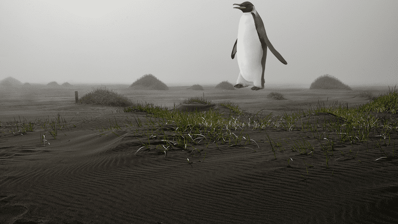 A giant penguin, badly photoshopped onto a beach.