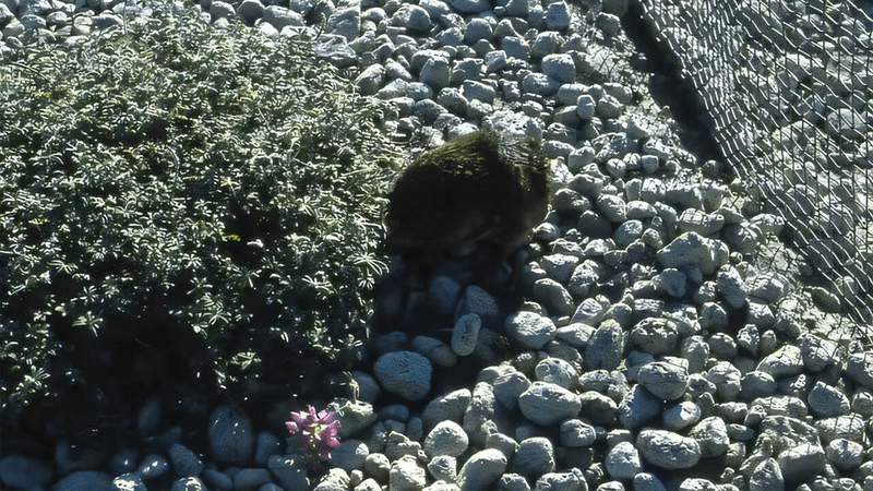 A gopher on Mount St Helens shortly after the eruption.