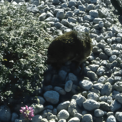 A gopher on Mount St Helens shortly after the eruption.