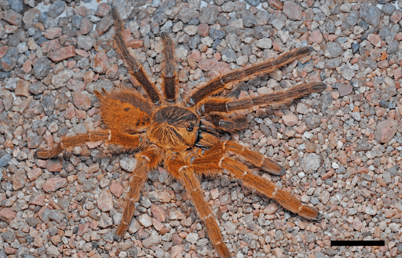  the tarantula's gynandromorphism can be seen with the naked eye. 