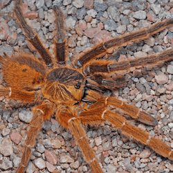  the tarantula's gynandromorphism can be seen with the naked eye. 