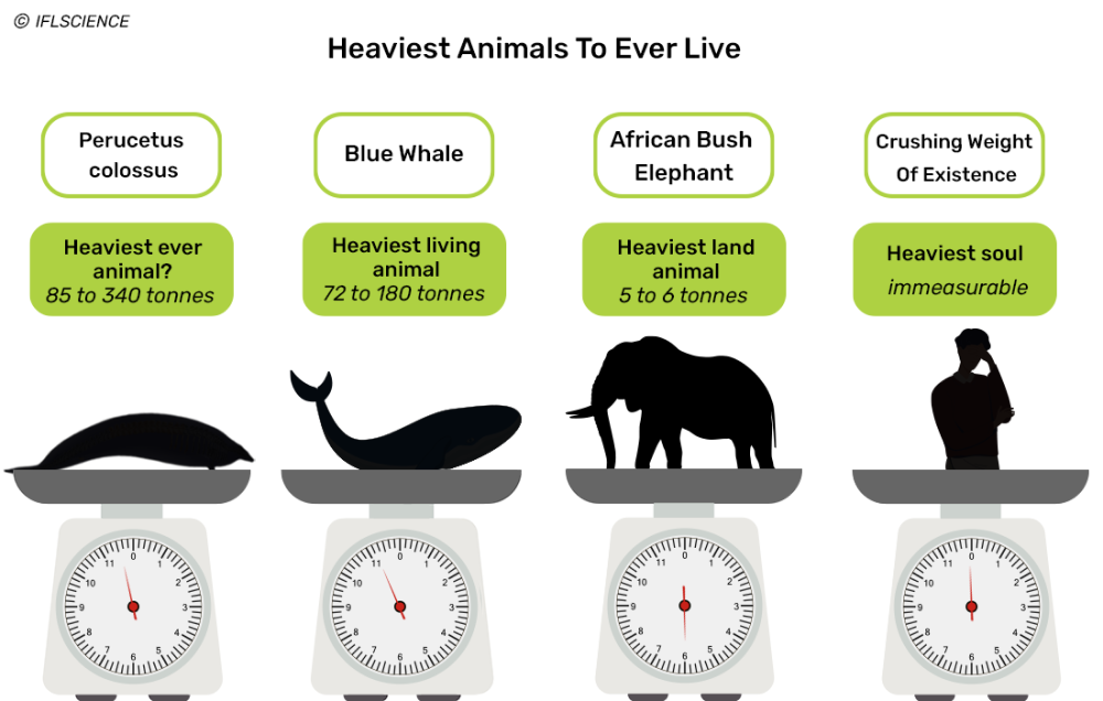 heaviest animal in the world