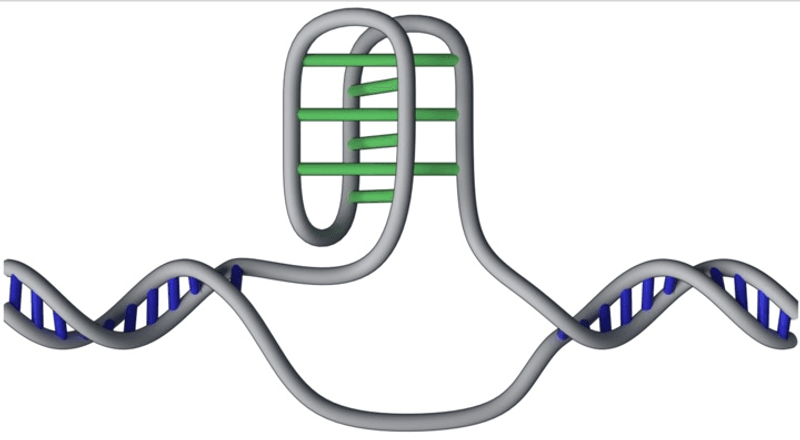 Sometimes DNA does not follow the usual rules, with cytosines on a strange connecting to each other, rather than guanines on the other strand.