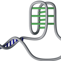 Sometimes DNA does not follow the usual rules, with cytosines on a strange connecting to each other, rather than guanines on the other strand.