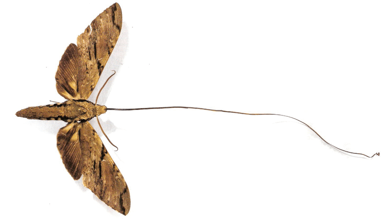 Image of brown moth with a very long tongue on a white background