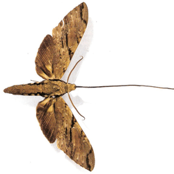 Image of brown moth with a very long tongue on a white background