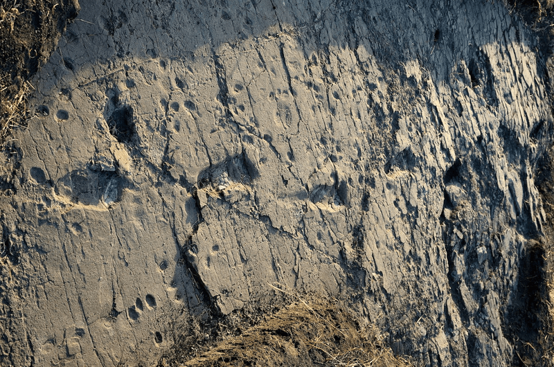 Test-pit L8 at Laetoli Site S, another set of footprints at the site unearthed in 2015.