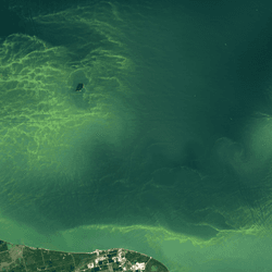 Satellite images show a bright green algal bloom in North America's Lake Eerie on August 13, 2024