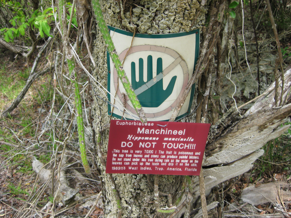 a warning sign on a manchineel saying that it is dangerous to touch