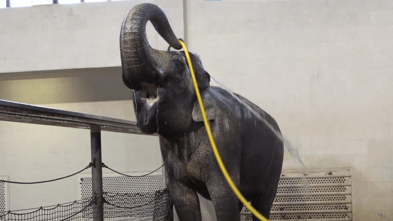 Mary the elephant raises a bright yellow hose over her head and sprays water over her back. Her mouth is open and she looks like she's smiling. 