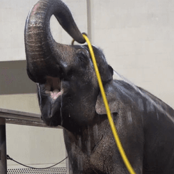 Mary the elephant raises a bright yellow hose over her head and sprays water over her back. Her mouth is open and she looks like she's smiling. 