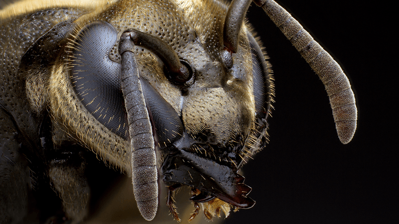 A Mexican honey wasp