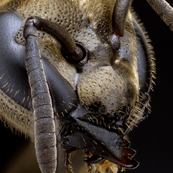 A Mexican honey wasp