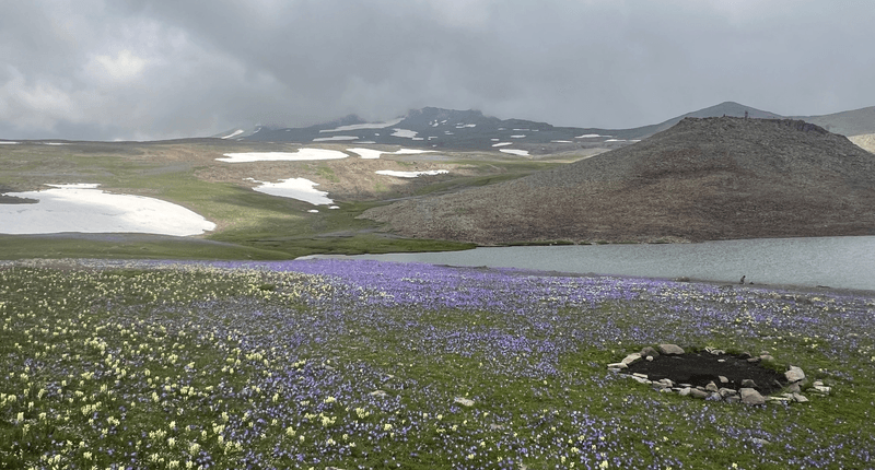 vista of grassy hills on a grey cloudy day with flowers in the foreground