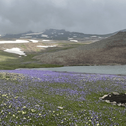 vista of grassy hills on a grey cloudy day with flowers in the foreground