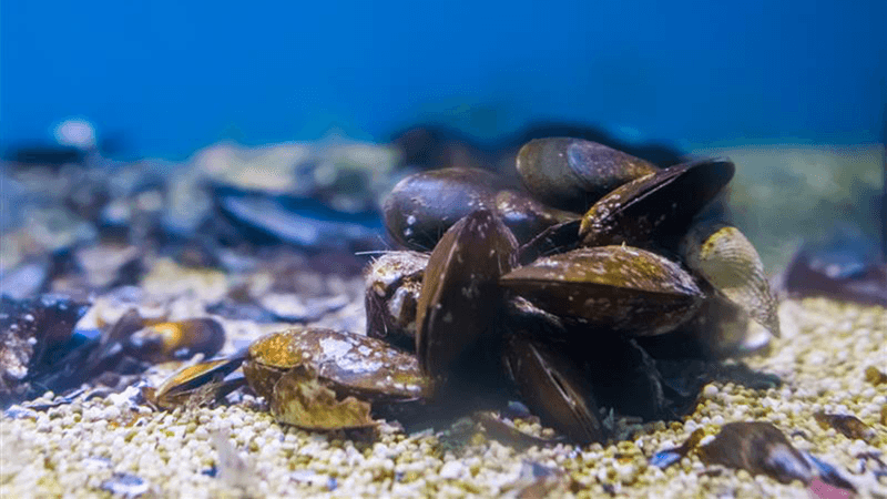 Mussels on the seabed.