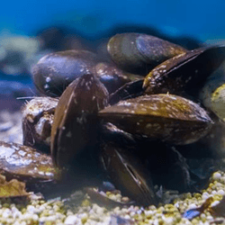 Mussels on the seabed.