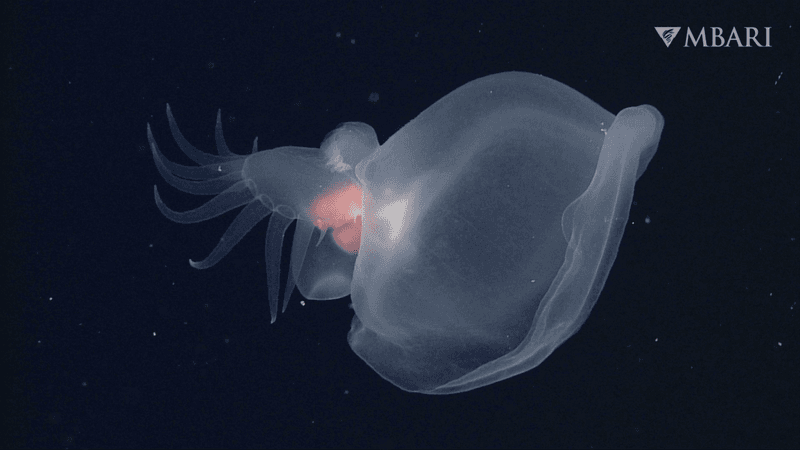 a deep-sea nudibranch with many dactyls on its tail and a gelatinous hood