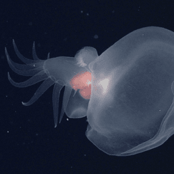 a deep-sea nudibranch with many dactyls on its tail and a gelatinous hood