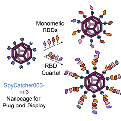 Schematic of the protein cages developed by other scientists for vaccines, compared with the RBD Quartet which combines regions from four coronaviruses to broaden resistance.