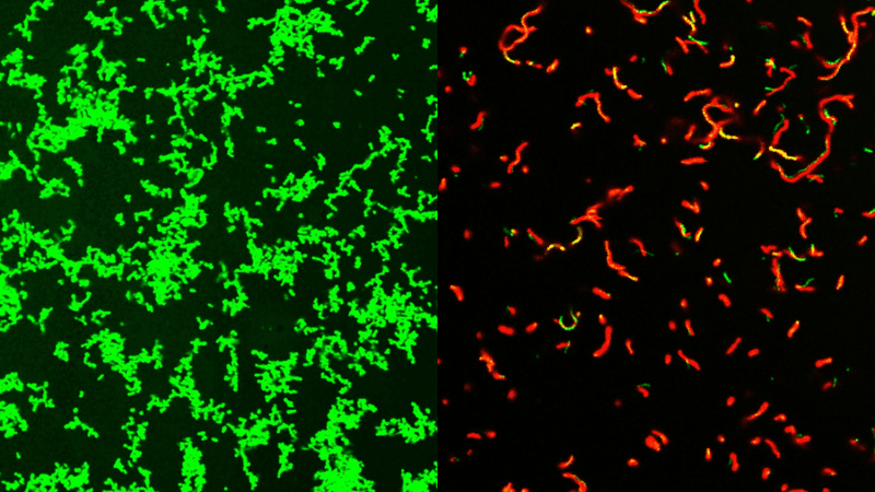 Untreated Streptococcus pyogenes bacterial culture full of healthy microbes, labeled green (left). After treatment by GmPcide, the dish is full of dead bacteria (red; right).