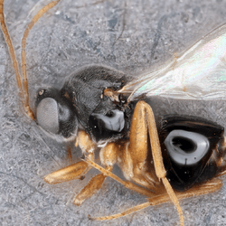 jabba the hut wasp, black body with orange legs